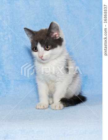 Little kitten calico kitten Little kitten calico kitten 16868837