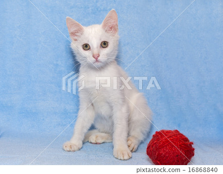 White kitten with a toy 16868840