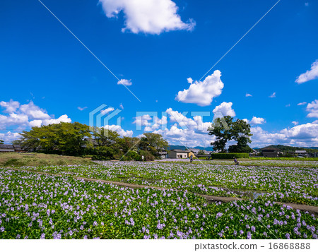 這個藥師寺遺址的水葫蘆 16868888