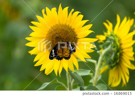 Sunflower and black leopard flea 16869015