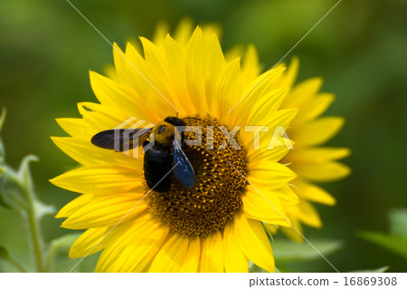 Sunflowers and bear bees 16869308