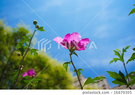Moogue flowers (double flowering) 16870305