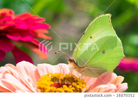 Checkered White Butterfly on a pink Zinnia 16870352