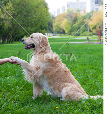 Dog gives a paw to the  person 16870533