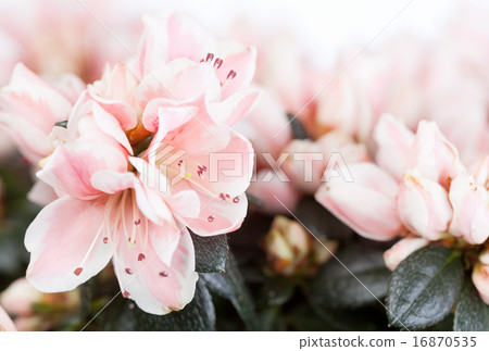Blossoming azalea Blossoming azalea 16870535