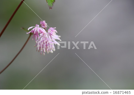 Endangered plant Murasaki larch Ladies endangered IB (EN) 16871465