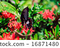 Black butterfly landing on red flower 16871480