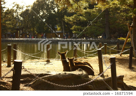 擁抱鹿（側身） 16871594