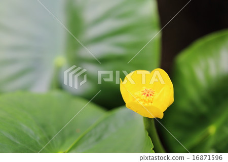 瀕危植物Ozekohoron瀕危物種II（VU） 16871596