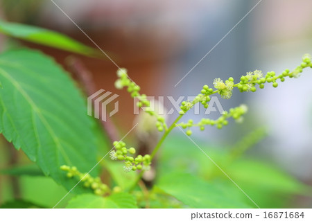絕種植物Enokifurugi瀕危IA類(CR) 絕種植物Enokifurugi瀕危IA類(CR) 16871684