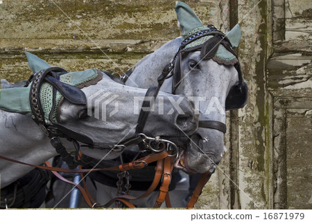 Horses of vienna 16871979