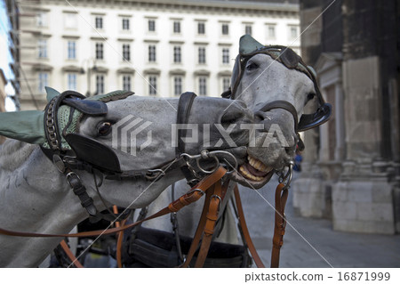 two horses in love in Vienna 16871999