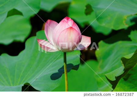 上野的蓮花蓮花在池塘里開花盛開 16872387