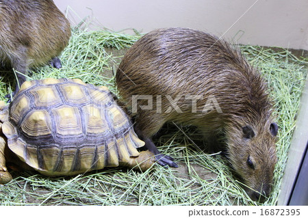 Capybara and Giant Tortoise 16872395