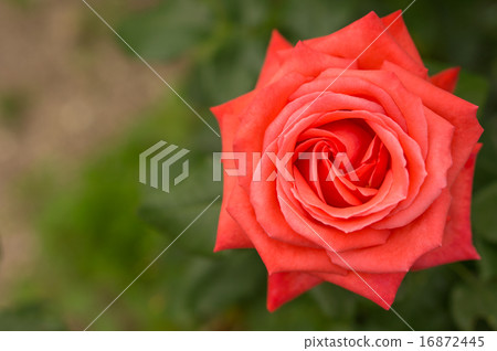 Rose (Felicity City Kendall) Rose (Felicity City Kendall) 16872445