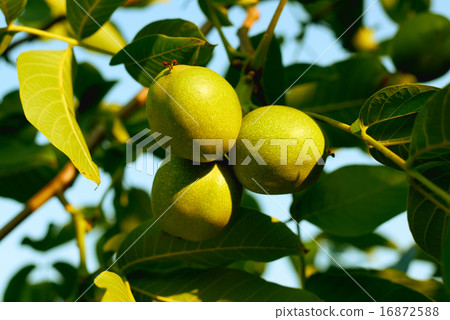 Walnuts on a tree at sunset 16872588