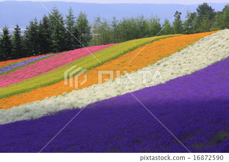 Rainbow color wave 16872590