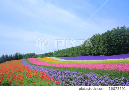 Wave of coloring 16872591