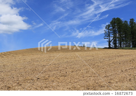 Wheat field after harvest and blue sky (near Ashigetsu Shinjo Pass Wheat field after harvest and blue sky (near Ashigetsu Shinjo Pass 16872673