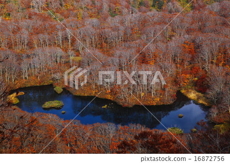 Tsuruga Pond surrounded by beech forest going through fallen leaves 16872756