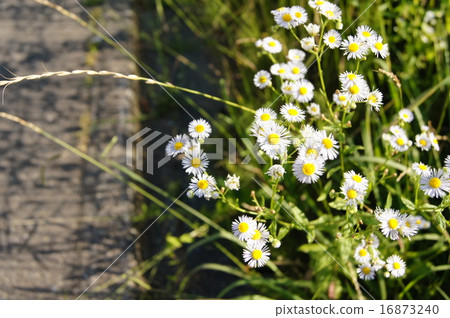 Himeyeon和鄉村小路 16873240