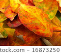 Fallen leaves  16873250