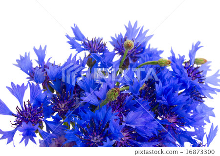 Blue cornflowers Blue cornflowers 16873300