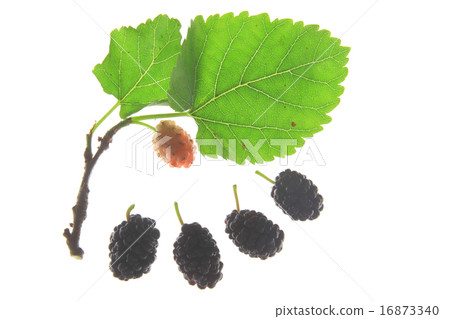 Morus nigra Morus nigra 16873340