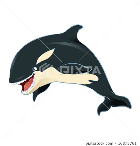 Killer whale 16873761