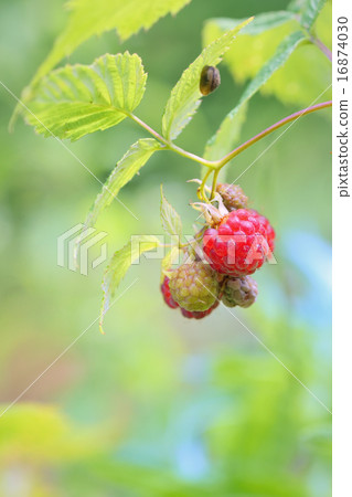 Wild raspberry 16874030