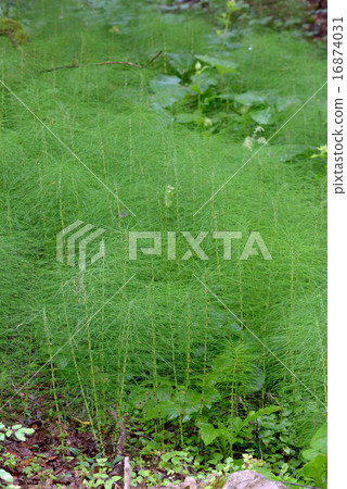 Equisetum arvense Equisetum arvense 16874031
