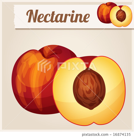 Nectarine.  Detailed Vector Icon 16874135