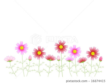 Cosmos Cosmos 16874415