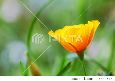 close up of california poppy flower 16874642