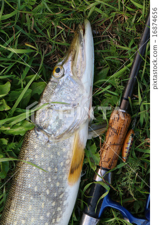 pike fishing catch on the grass and fishing gear 16874656