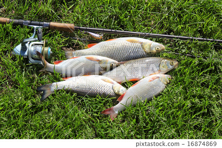 fishing catch on the grass and fishing gear fishing catch on the grass and fishing gear 16874869