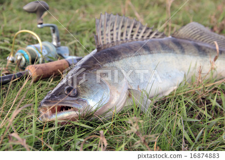 fishing catch - zander fishing catch - zander 16874883