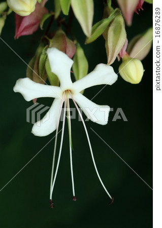 Natural plant rabbits, flowers have a strong fragrance and large butterflies and turmeric seem to visit breathlessly 16876289