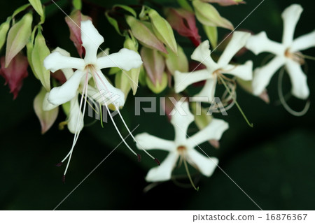 Natural plant rabbits, many flowers, but as they bloom in sequence, they will shrink, so "prime" is a difficult tree to understand 16876367