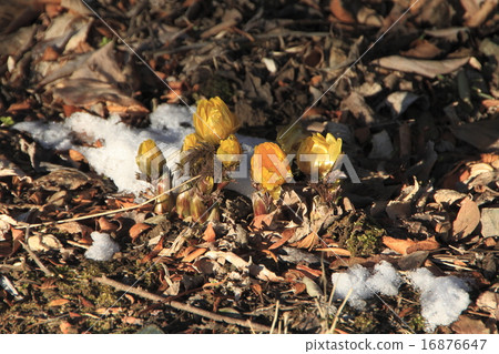 Bud of the Buddhan Mountain peak barkfish Bud of the Buddhan Mountain peak barkfish 16876647