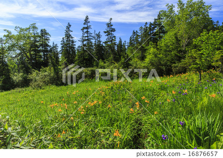 Tsugaike Nature Park 16876657