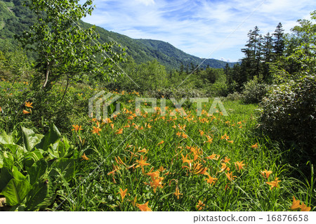 Tsugaike Nature Park 16876658