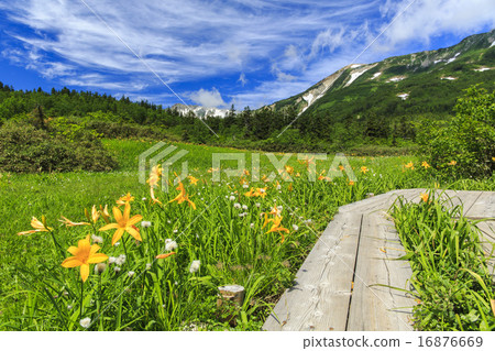 Tsugaike Nature Park 16876669