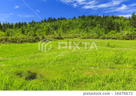 Tsugaike自然公園 16876672