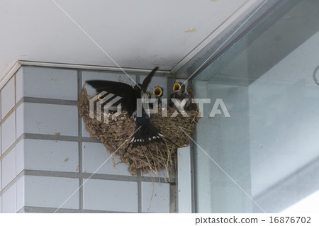 Swallow's nest 005 16876702