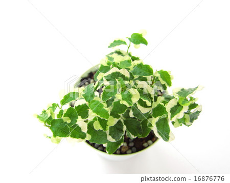 Pumira觀葉植物 16876776