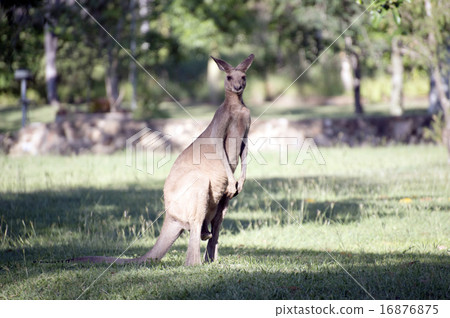 Wild kangaroos, Australia-2 16876875