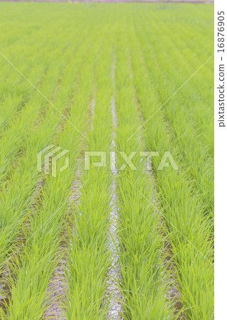 Rice field 006 16876905