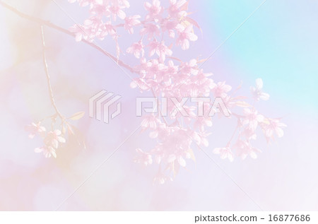 Sakura in soft style background Sakura in soft style background 16877686
