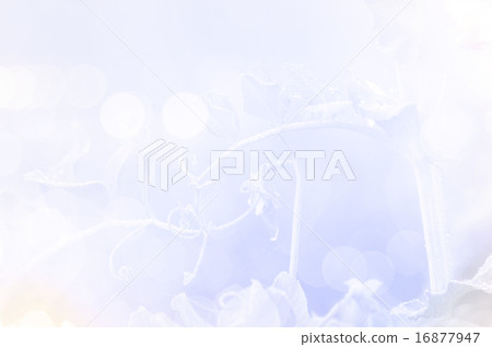 bean flowers with in soft style background bean flowers with in soft style background 16877947